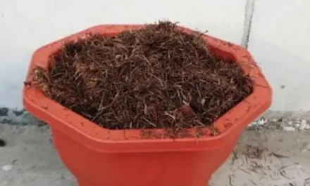 玫瑰花种子怎么种,玫瑰花籽怎么种植方法？