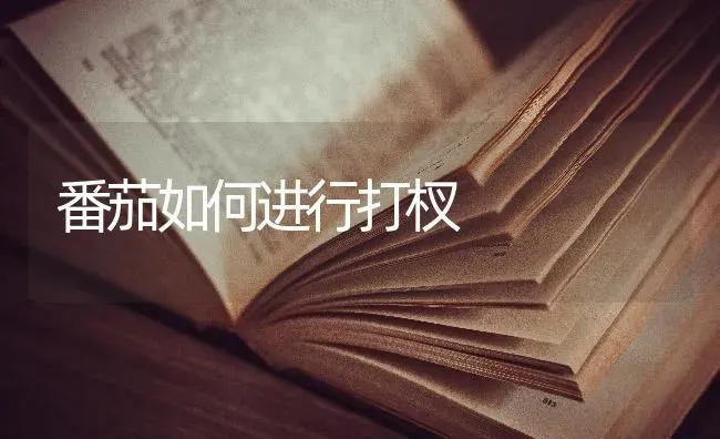 番茄如何进行打杈 | 养殖知识