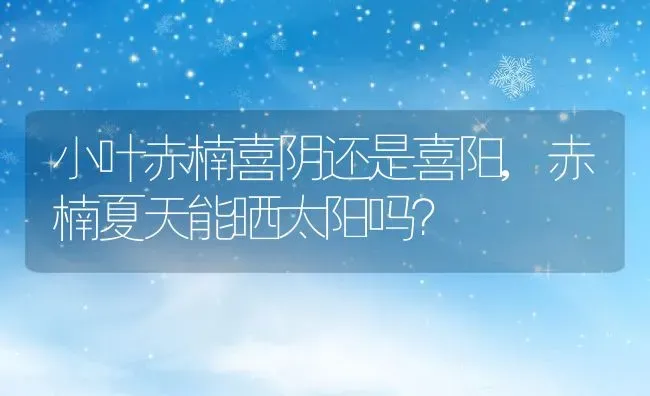 小叶赤楠喜阴还是喜阳,赤楠夏天能晒太阳吗？ | 养殖科普