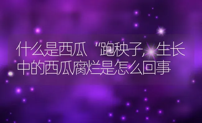 什么是西瓜“跑秧子,生长中的西瓜腐烂是怎么回事 | 养殖学堂