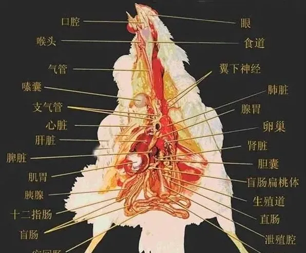 鸡的生理解剖图 | 妙招大全