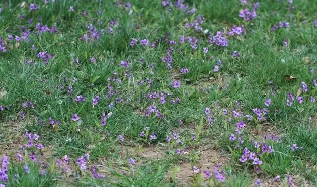 紫花地丁花期是什么时候,紫花地丁和早开堇菜怎么区分？