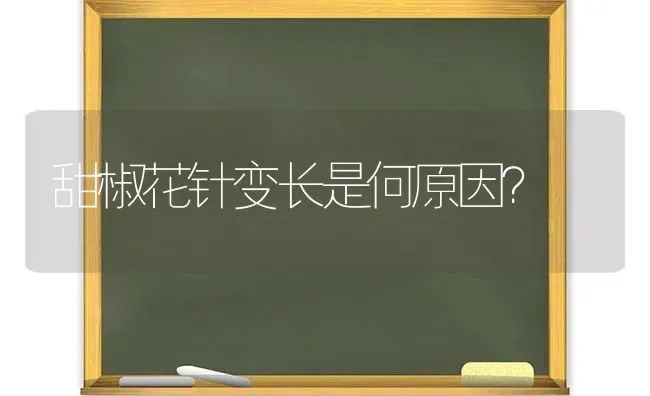 甜椒花针变长是何原因? | 养殖知识