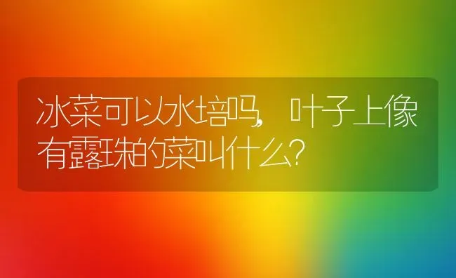 冰菜可以水培吗,叶子上像有露珠的菜叫什么？ | 养殖科普