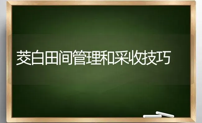 茭白田间管理和采收技巧 | 养殖知识