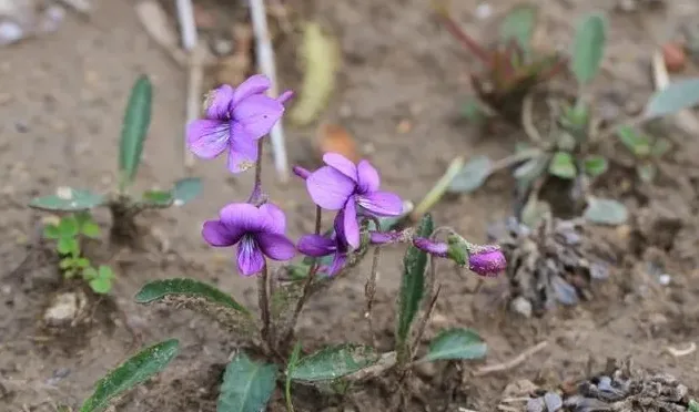 紫花地丁花期是什么时候,紫花地丁和早开堇菜怎么区分？