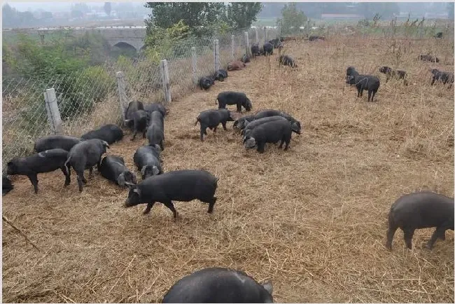 生态有机黑猪养殖基地 | 生活妙招