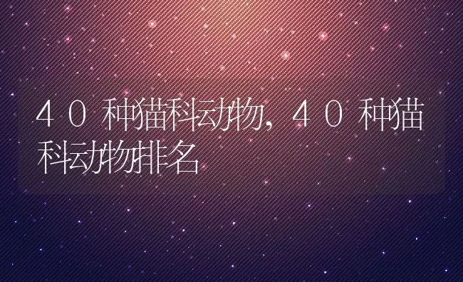 40种猫科动物,40种猫科动物排名 | 养殖资料