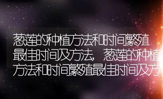 葱莲的种植方法和时间繁殖最佳时间及方法,葱莲的种植方法和时间繁殖最佳时间及方法 | 养殖科普