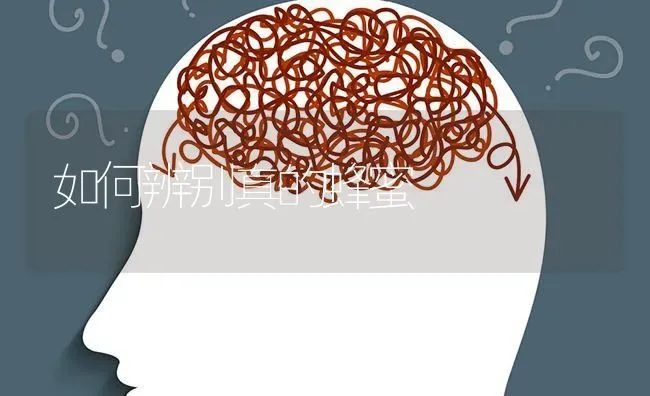 如何辨别真的蜂蜜 | 养殖技术大全