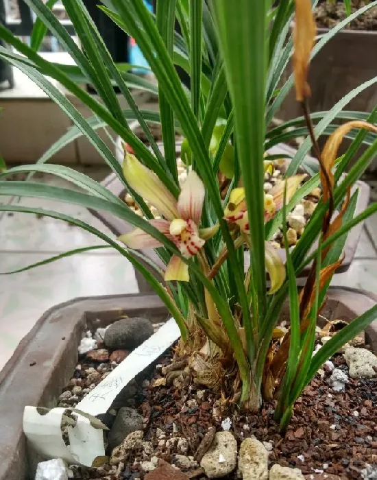什么兰花品种最好最香,建兰最香的兰花排行榜？