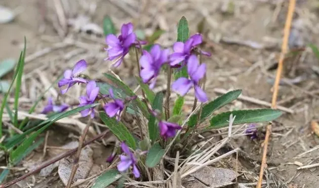 紫花地丁花期是什么时候,紫花地丁和早开堇菜怎么区分？