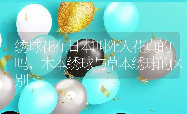 绣球花在日本叫死人花真的吗,木本绣球与草本绣球的区别 | 养殖学堂