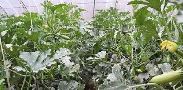 西葫芦高产的方法有哪些?巧用这些方法可以促进高产 | 生活常识