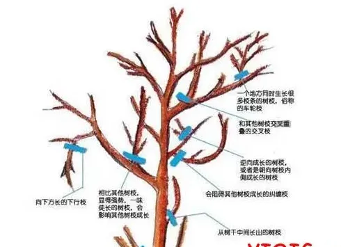 剪枝后伤口涂什么,修剪完树用什么蜡封？