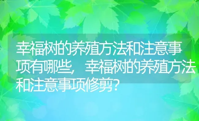 幸福树的养殖方法和注意事项有哪些,幸福树的养殖方法和注意事项修剪？ | 养殖科普