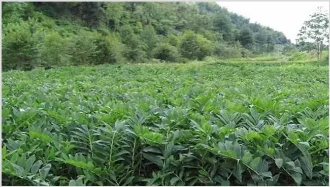 玉竹的田间管理技巧 | 农广天地