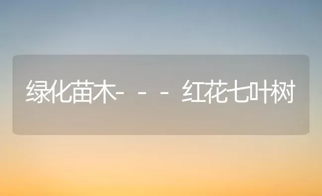 绿化苗木---红花七叶树 | 养殖技术大全