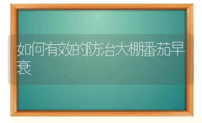 如何有效的防治大棚番茄早衰 | 养殖技术大全