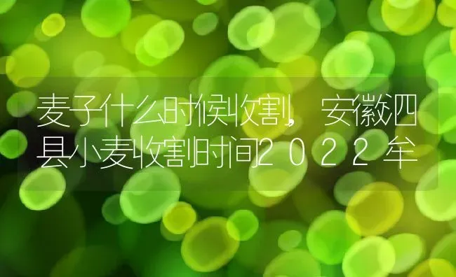 麦子什么时候收割,安徽泗县小麦收割时间2022牟 | 养殖学堂
