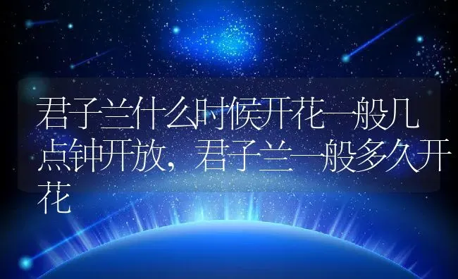 君子兰什么时候开花一般几点钟开放,君子兰一般多久开花 | 养殖学堂