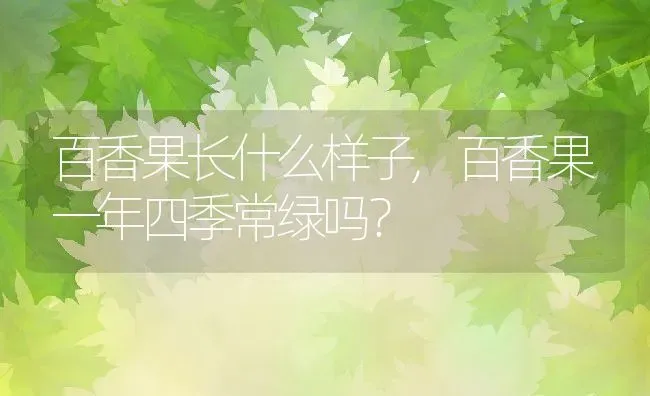 百香果长什么样子,百香果一年四季常绿吗？ | 养殖科普