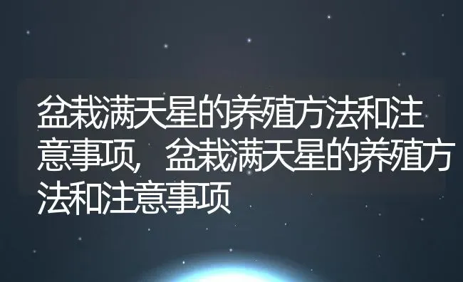 盆栽满天星的养殖方法和注意事项,盆栽满天星的养殖方法和注意事项 | 养殖科普