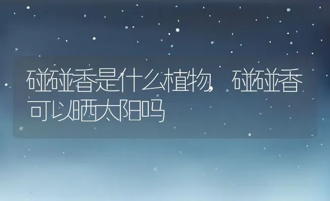 碰碰香是什么植物,碰碰香可以晒太阳吗 | 养殖学堂