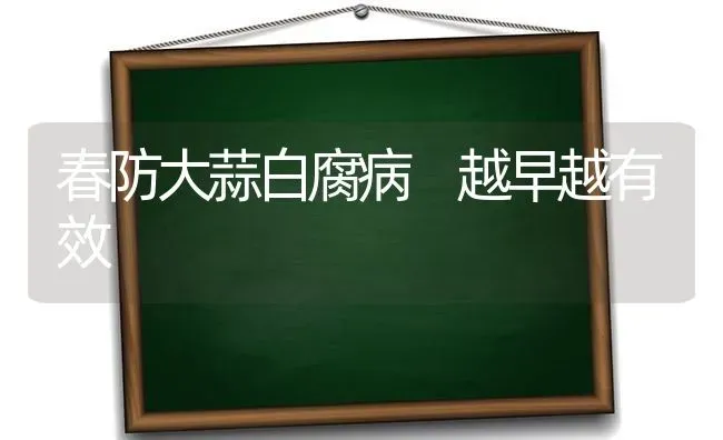 春防大蒜白腐病 越早越有效 | 养殖知识