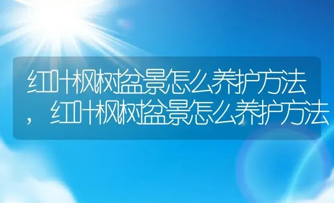 红叶枫树盆景怎么养护方法,红叶枫树盆景怎么养护方法 | 养殖科普