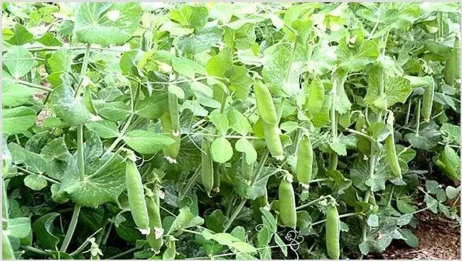 豌豆的田间管理技术 | 生活常识