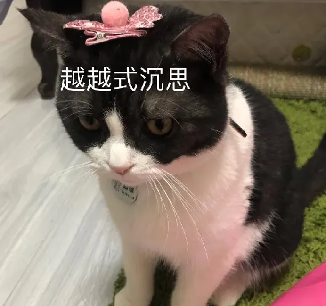 人猫共患4大传染病,猫给人的传染病都有哪些？