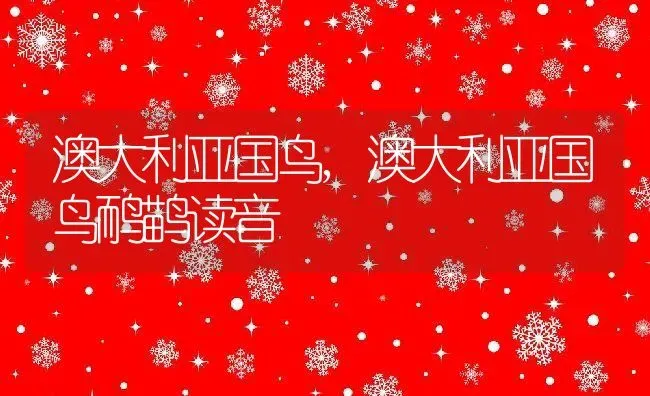 澳大利亚国鸟,澳大利亚国鸟鸸鹋读音 | 养殖科普