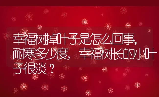 幸福树掉叶子是怎么回事，耐寒多少度,幸福树长的小叶子很淡？ | 养殖科普