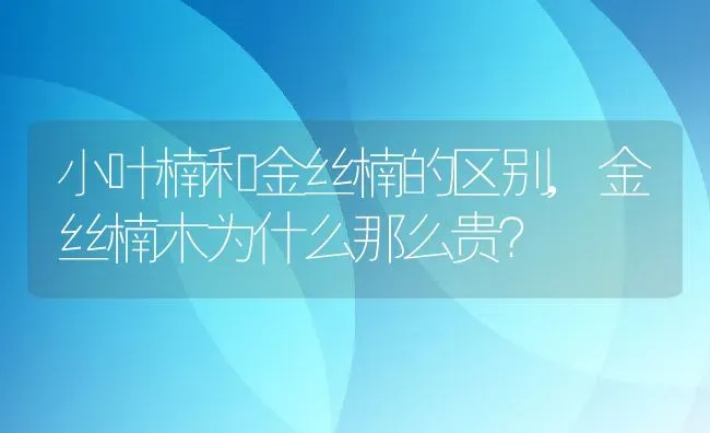 小叶楠和金丝楠的区别,金丝楠木为什么那么贵？ | 养殖科普