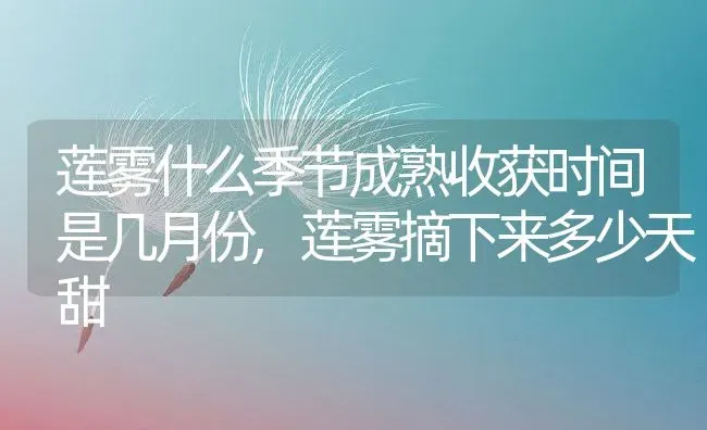 莲雾什么季节成熟收获时间是几月份,莲雾摘下来多少天甜 | 养殖学堂