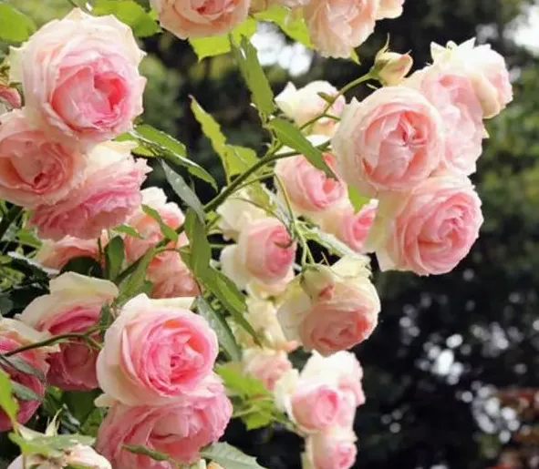 种月季盆为什么宜小不宜大,大家来说说，种大型月季用5加仑盆好还是控根盆好？