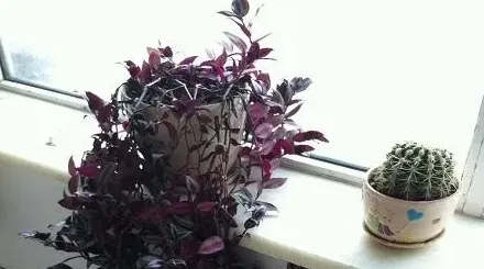 吊兰哪个品种最贵,世界最佳吊兰？