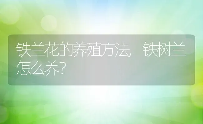 铁兰花的养殖方法,铁树兰怎么养？ | 养殖科普