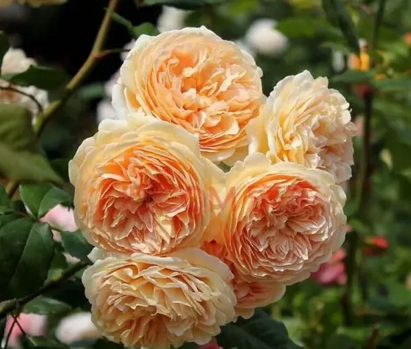 种月季盆为什么宜小不宜大,大家来说说，种大型月季用5加仑盆好还是控根盆好？