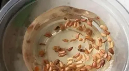 玫瑰花种子怎么种,玫瑰花籽怎么种植方法？