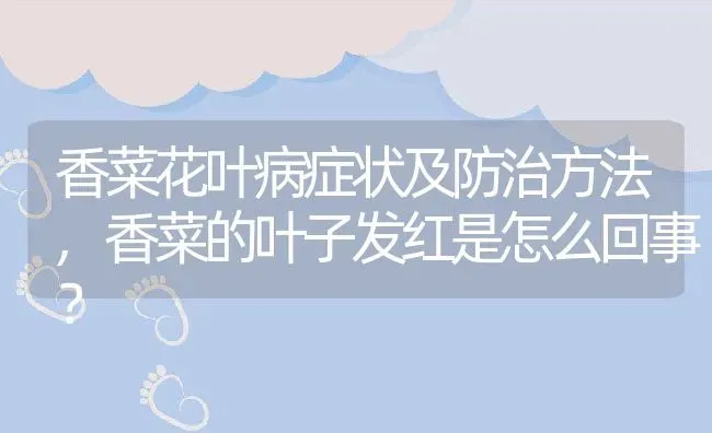 香菜花叶病症状及防治方法,香菜的叶子发红是怎么回事？ | 养殖科普