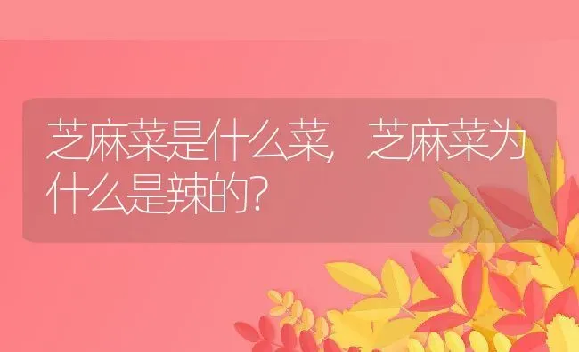 芝麻菜是什么菜,芝麻菜为什么是辣的？ | 养殖学堂