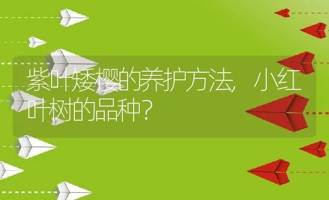 紫叶矮樱的养护方法,小红叶树的品种？ | 养殖科普