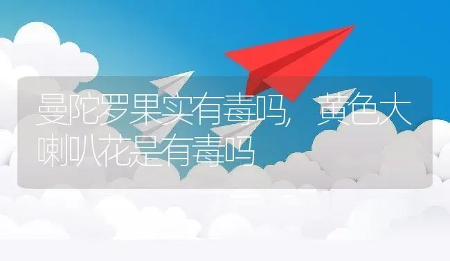 曼陀罗果实有毒吗,黄色大喇叭花是有毒吗 | 养殖学堂