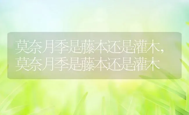 莫奈月季是藤本还是灌木,莫奈月季是藤本还是灌木 | 养殖科普