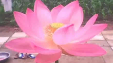 韭莲花适合养在家里吗,韭菜莲是喜阴还是喜阳？