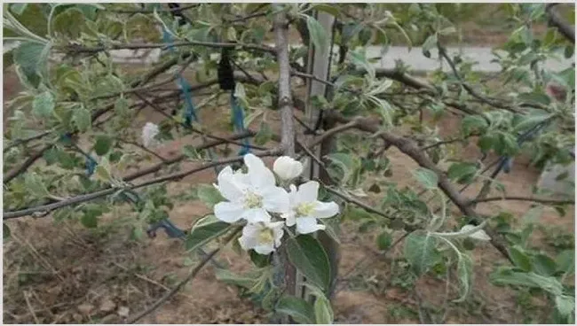 苹果花芽分化期管理技术 | 生活常识