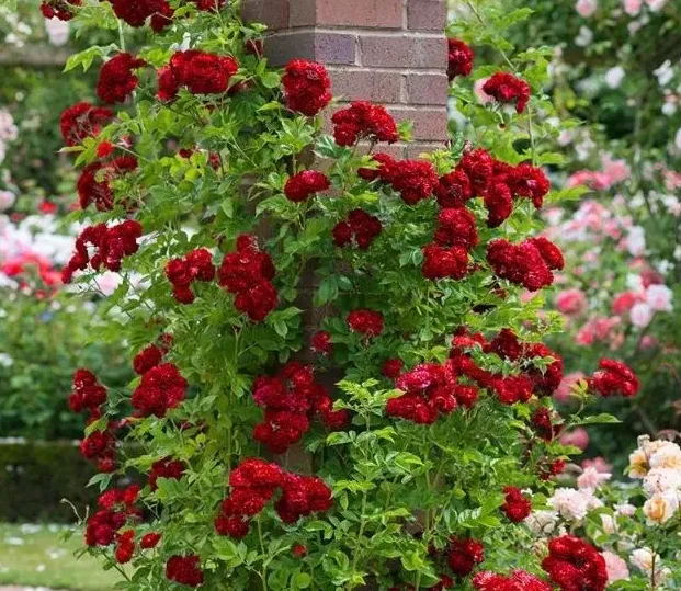 种月季盆为什么宜小不宜大,大家来说说，种大型月季用5加仑盆好还是控根盆好？