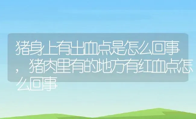 猪身上有出血点是怎么回事,猪肉里有的地方有红血点怎么回事 | 养殖学堂